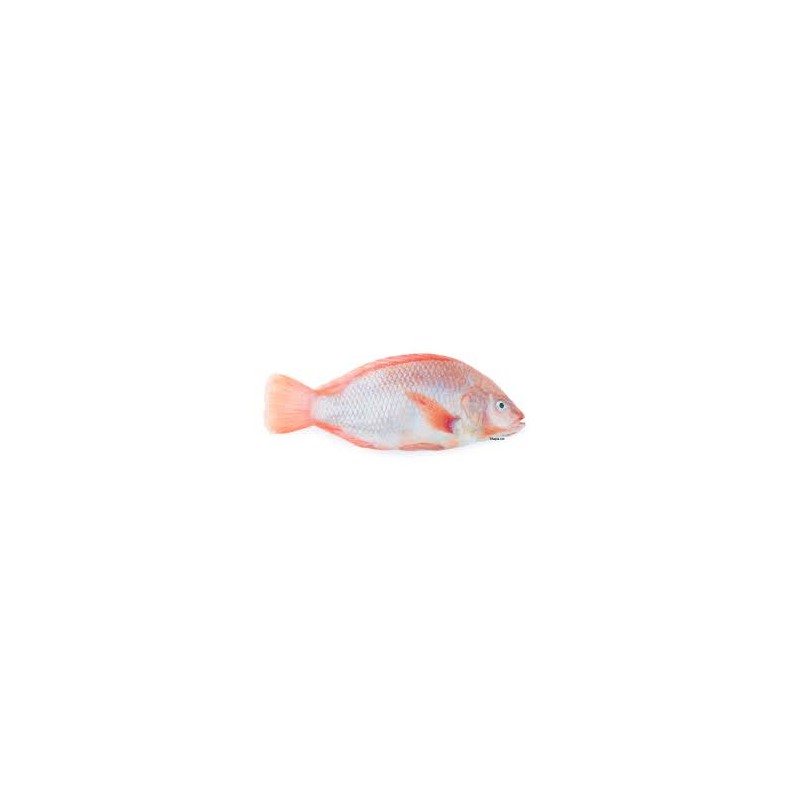 Tilapia rot 300-500g